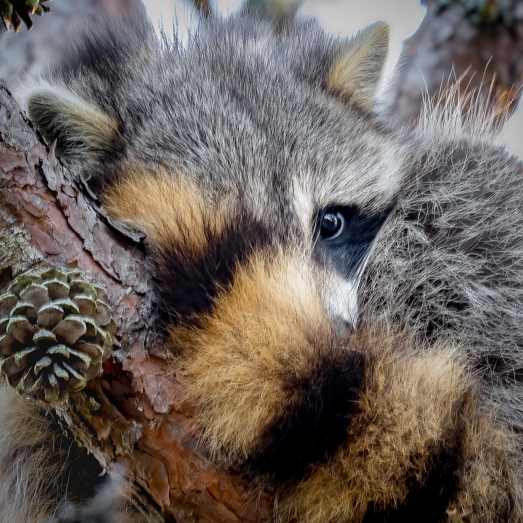 Mashpee, Cape Cod, MA, USA